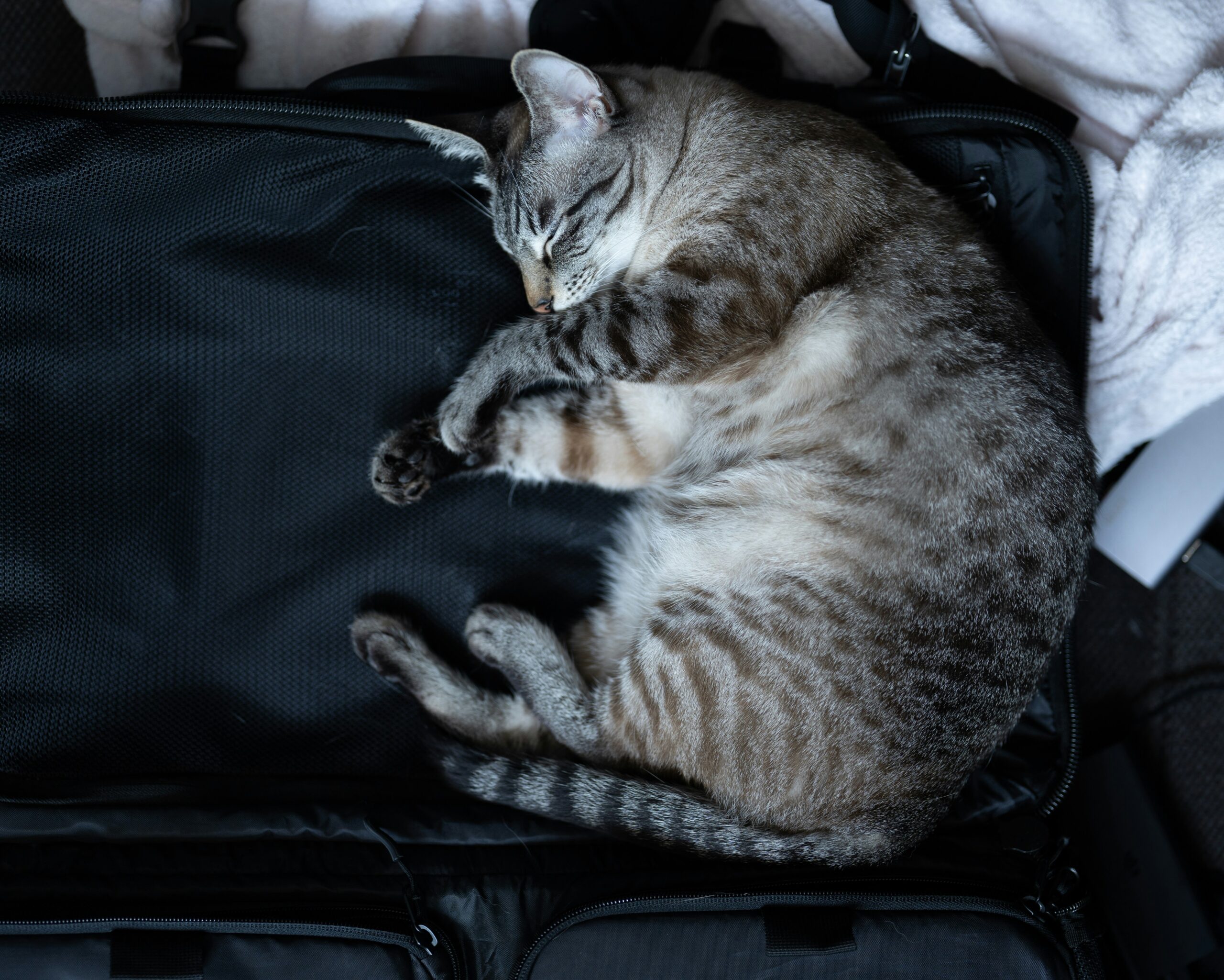 Katzensitting gut vorbereitet â So briefst du deine Urlaubsvertretung richtig