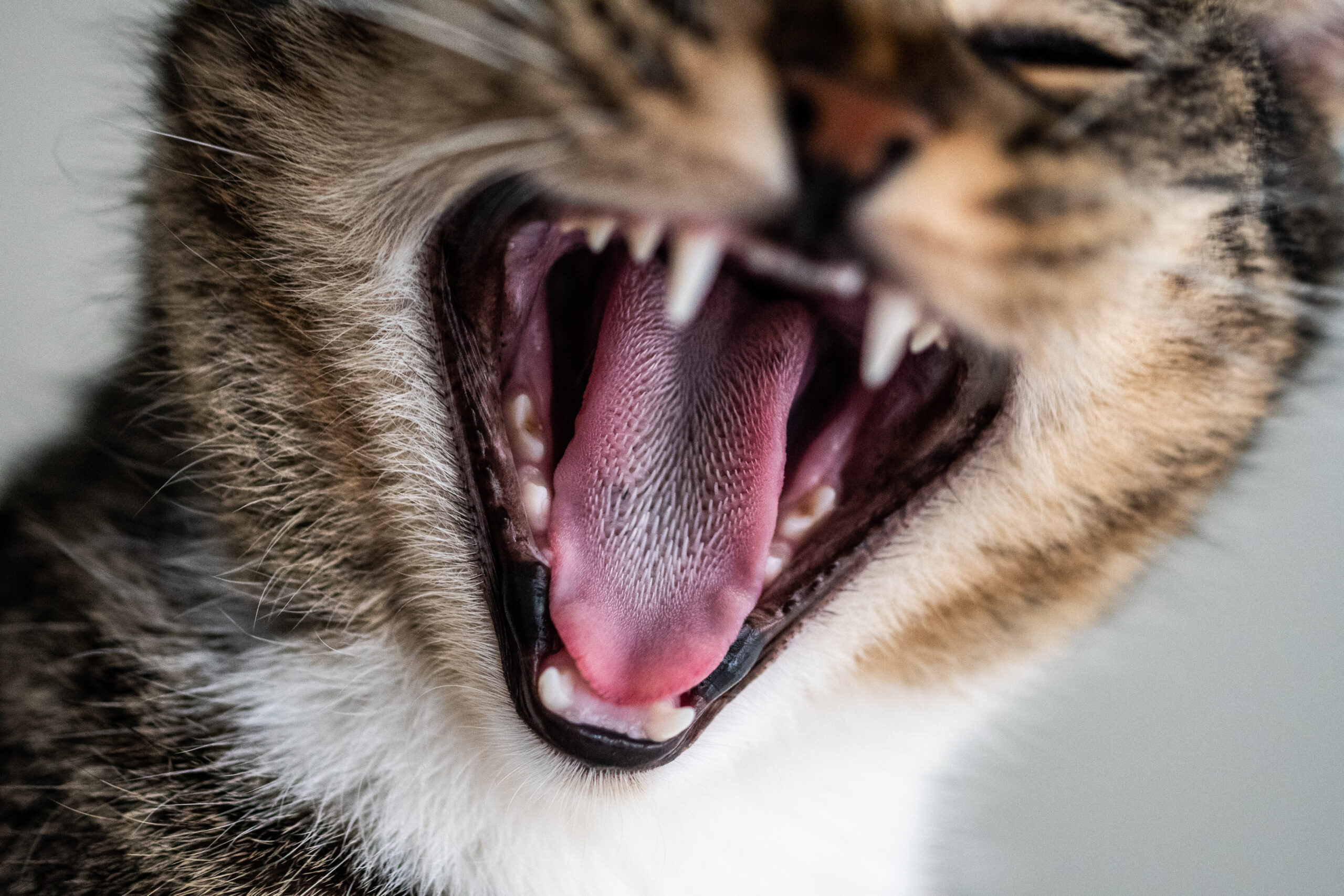 Zahnpflege bei Katzen – Warum sie so wichtig ist und wie du sie richtig machst