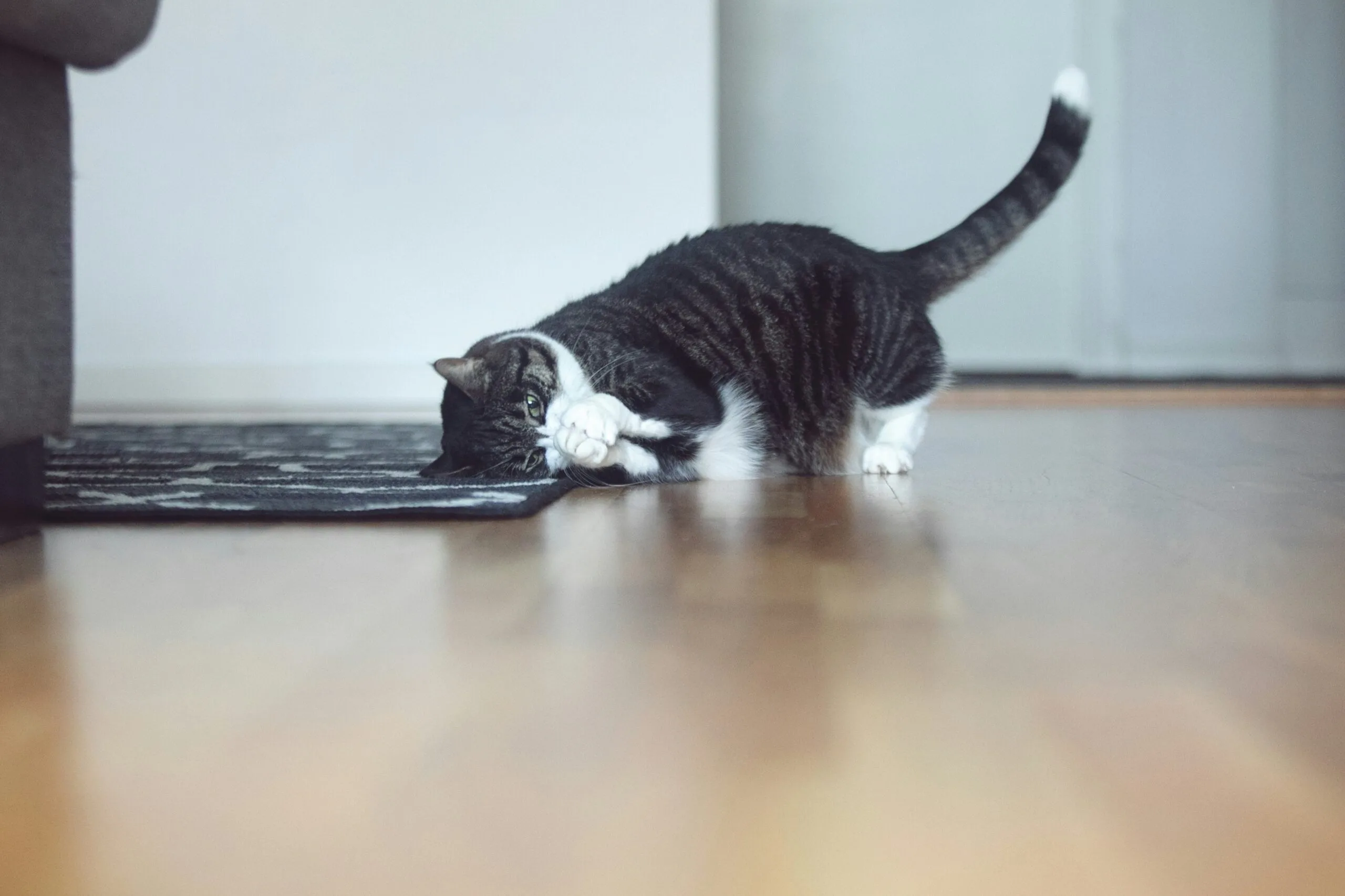 Eliza svampe pvi0vkwyodm unsplash
