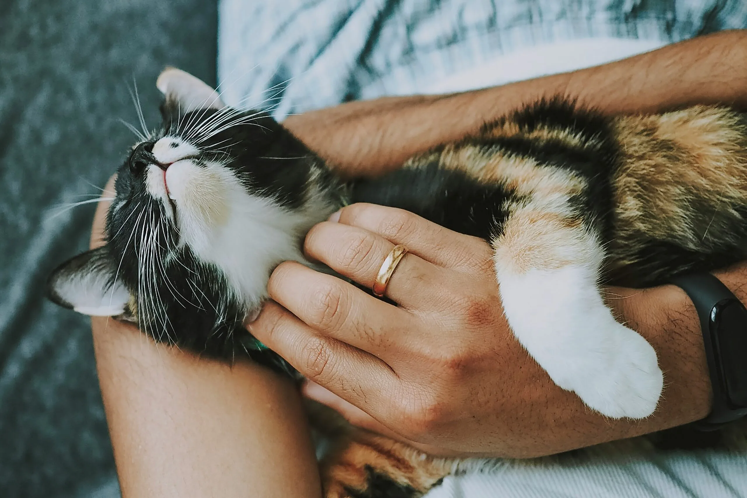 Fuzzy rescue e8 dxpvcvjy unsplash
