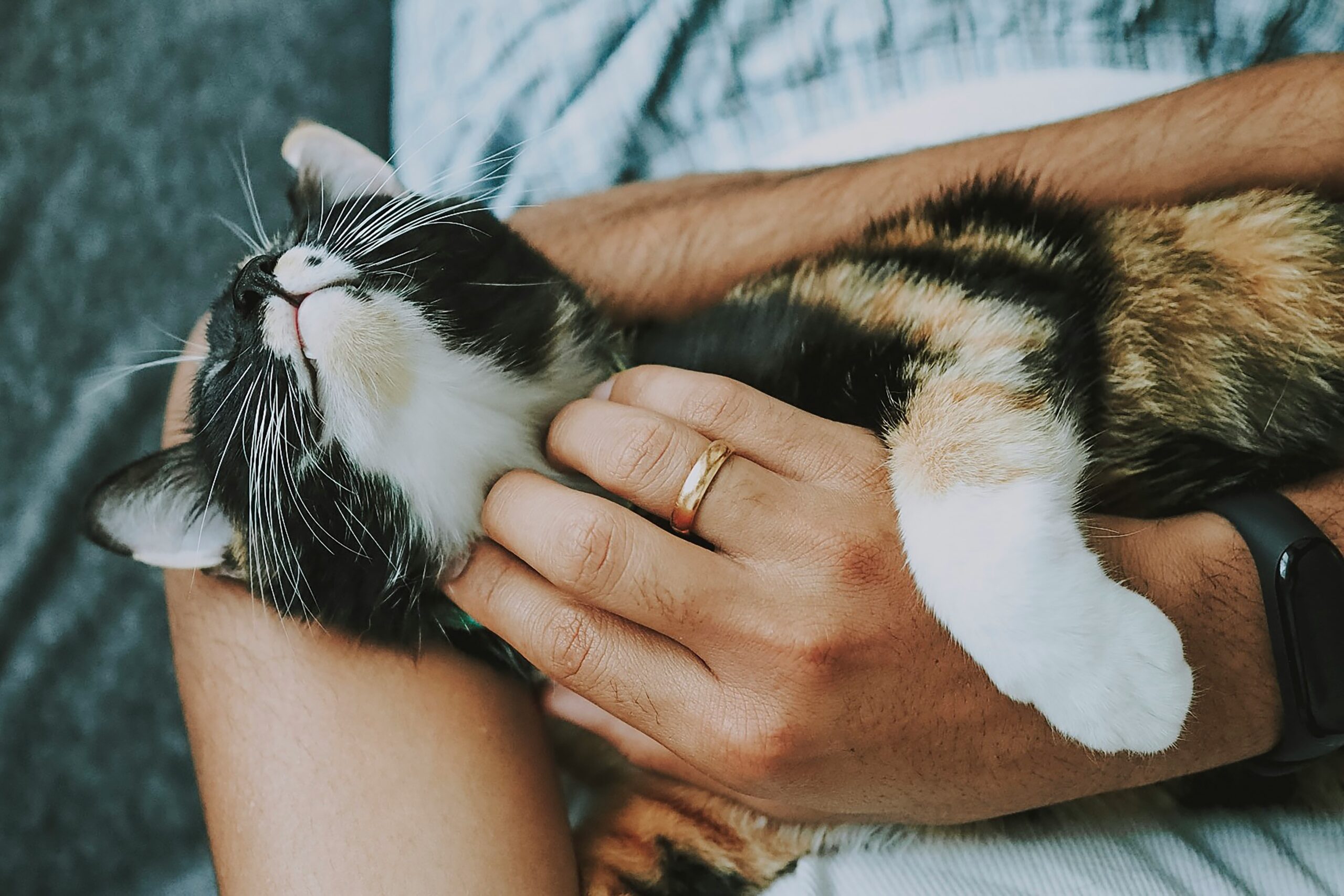 Bindung stÀrken: So wirst du zum Lieblingsmenschen deiner Katze
