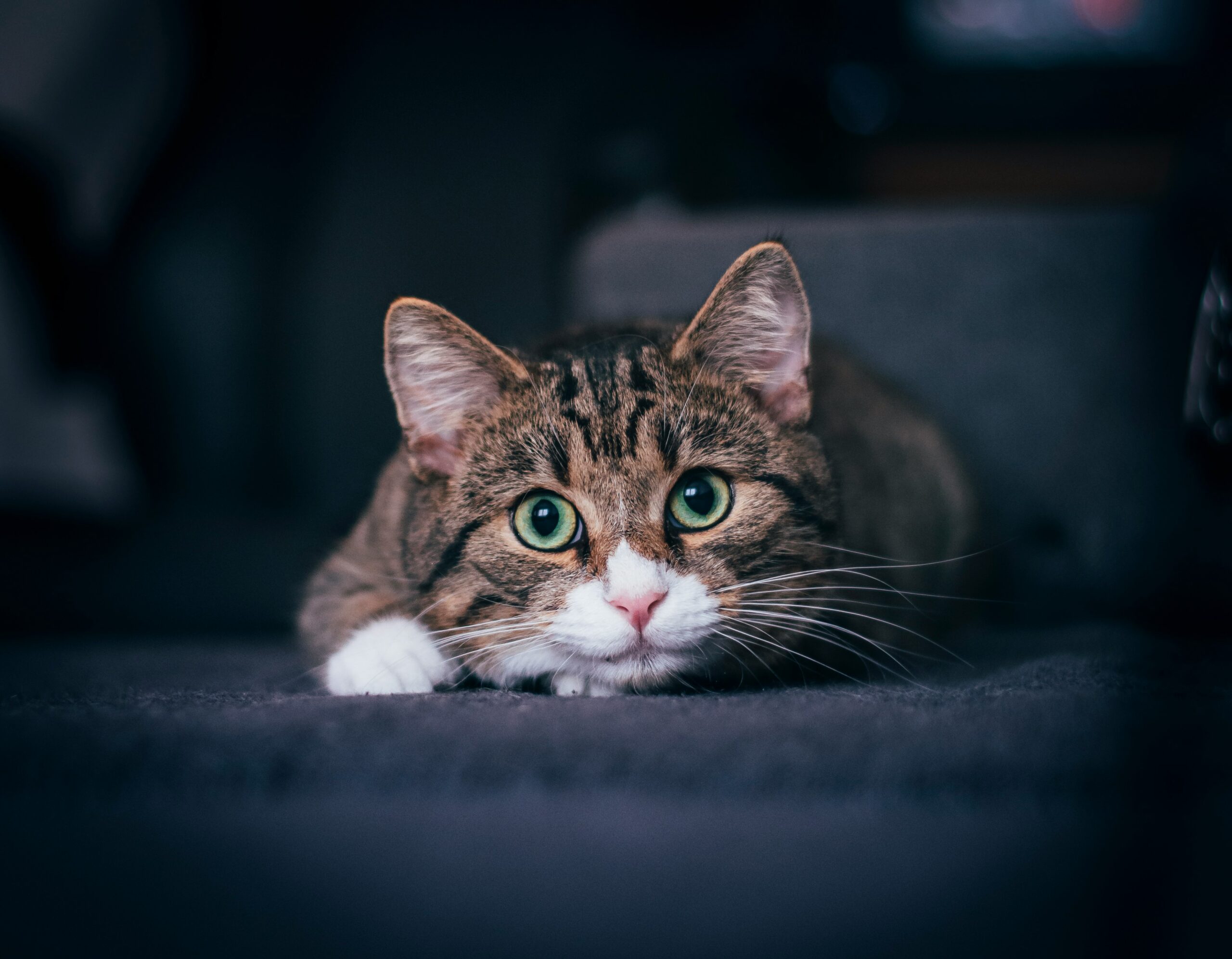 Katzensprache verstehen â So liest du die geheimen Signale deiner Katze