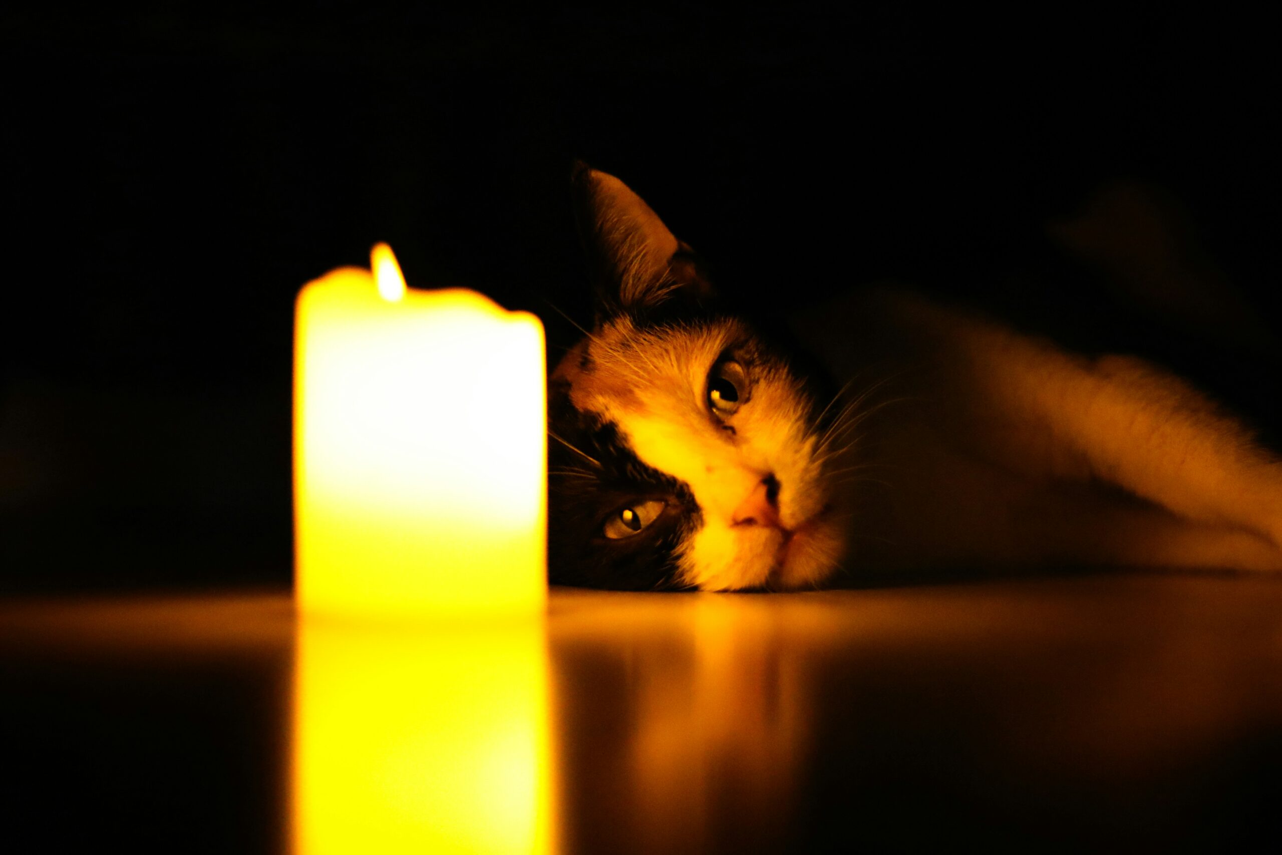 Trauern um die Katze – wenn ein Herz still wird
