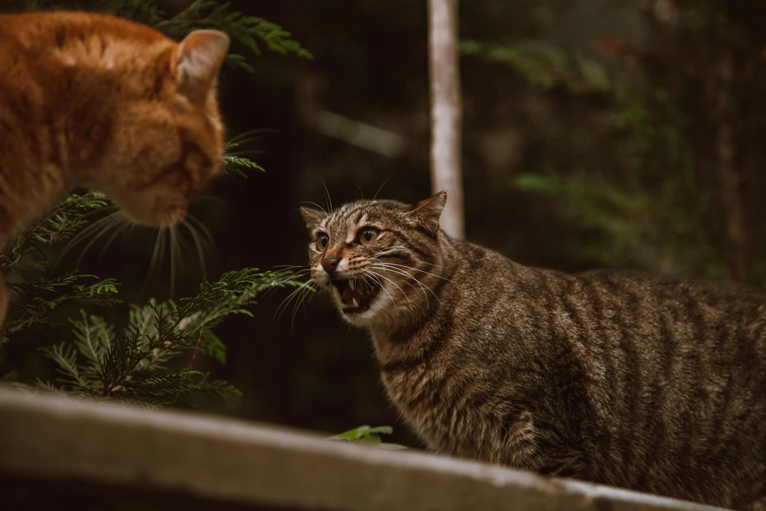 Pexels roman odintsov 6332546
