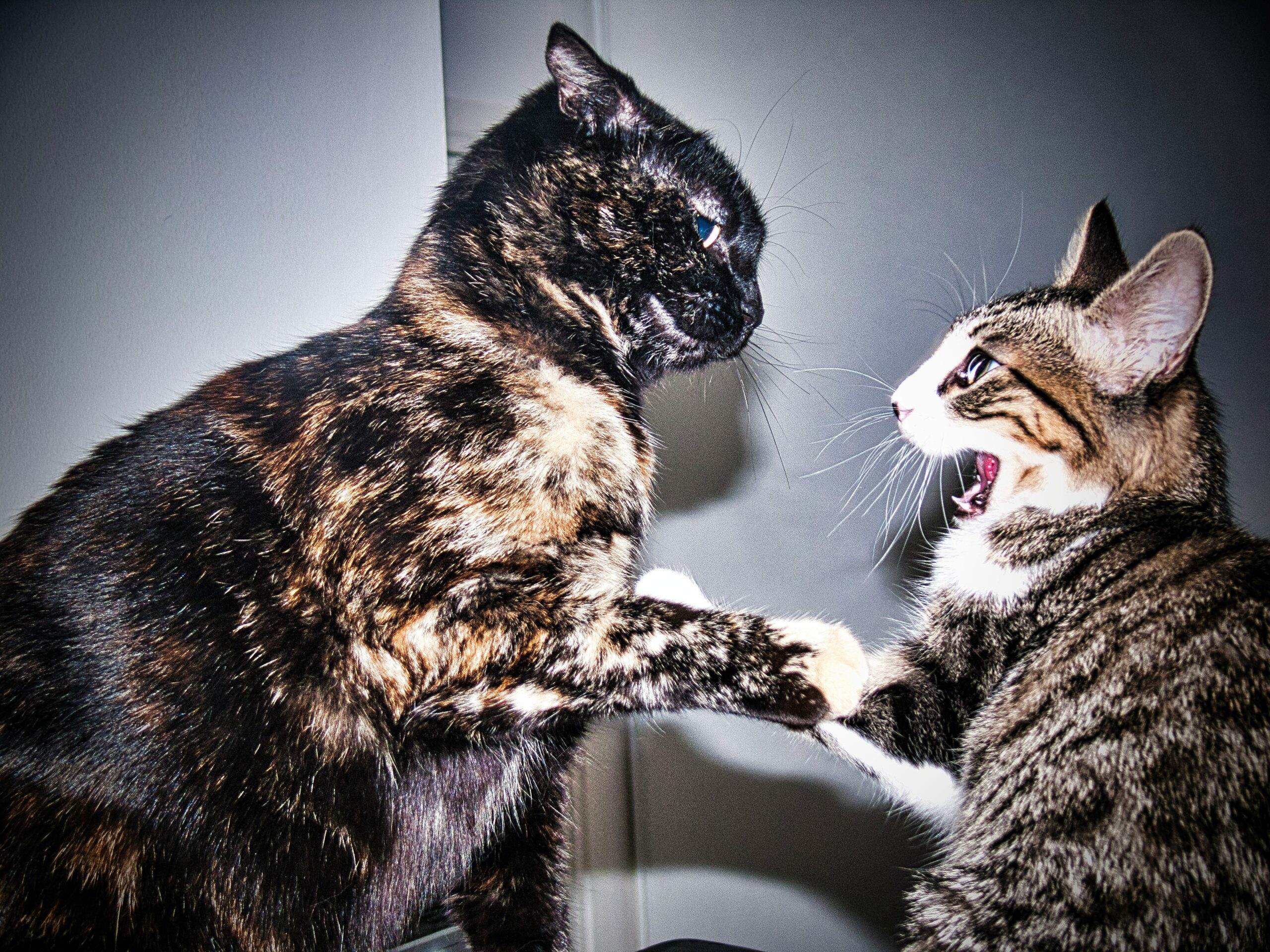 Wenn die Fetzen fliegen â Streit unter Katzen im Mehrkatzenhaushalt